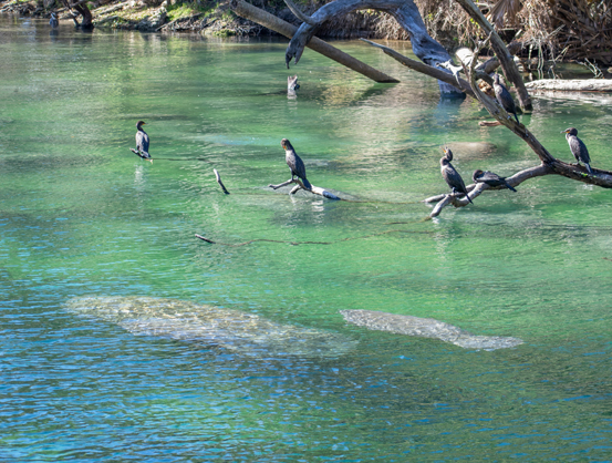 County plans Save Our Springs and Rivers Academy