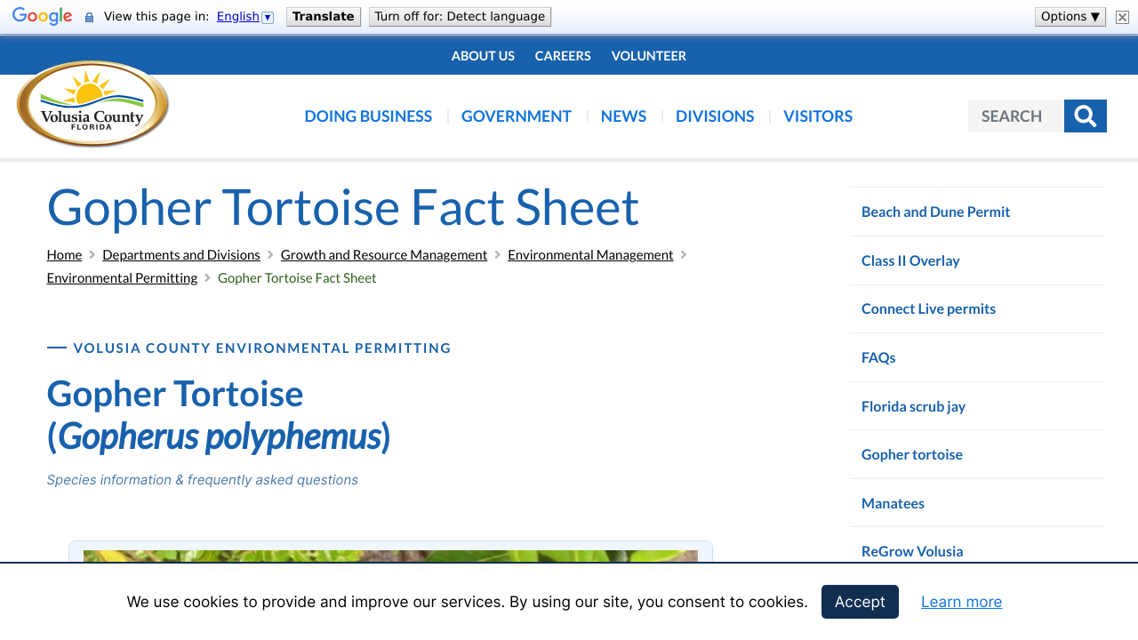 Gopher Tortoise Fact Sheet