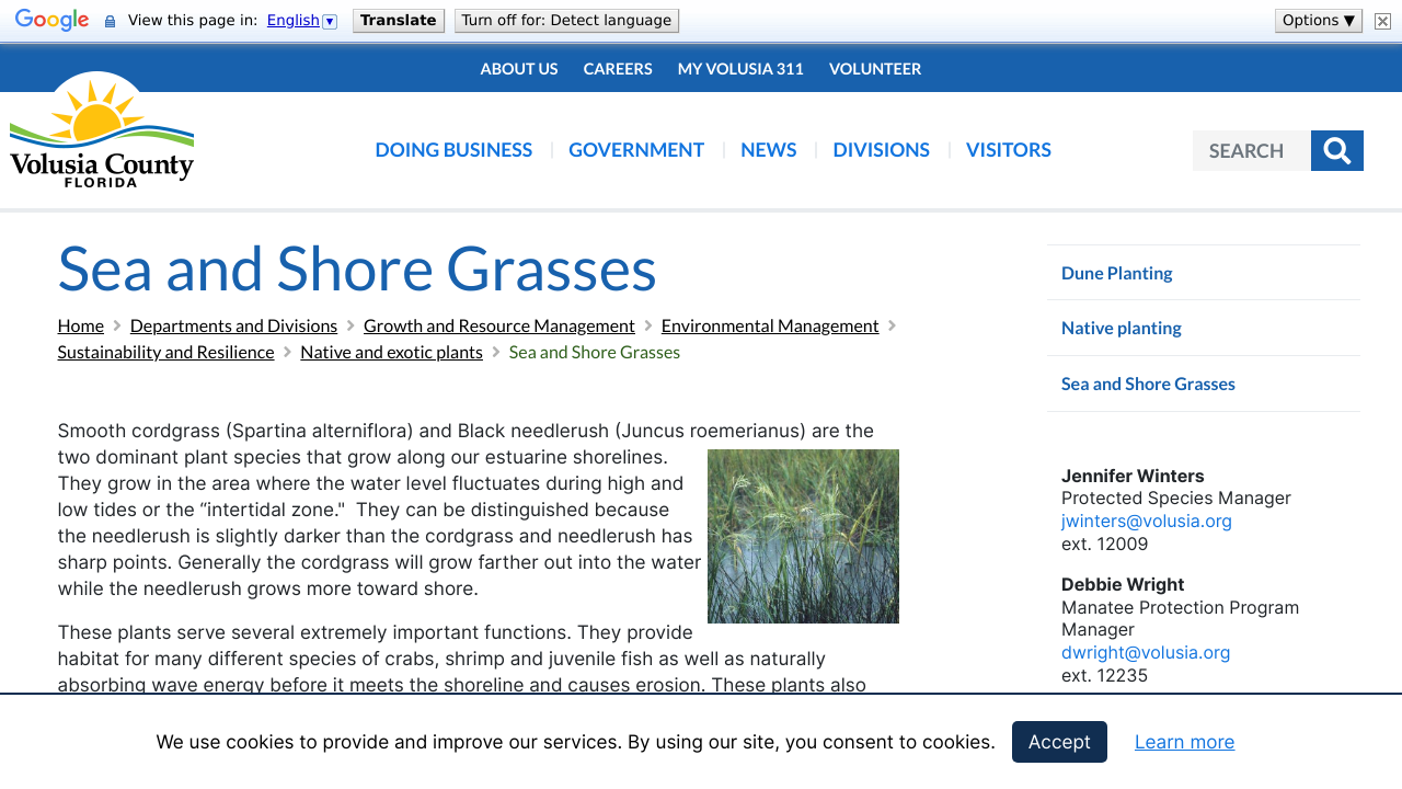 Sea and Shore Grasses